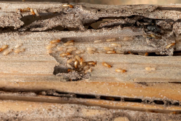 Best Termite Control Services  in Yankton, SD